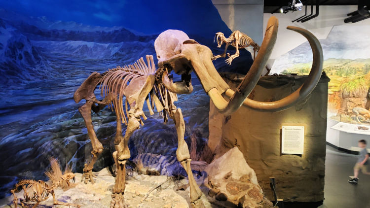 I saw these dinosaur bones at the Royal Tyrrell Museum on my Canadian prairies road trip.