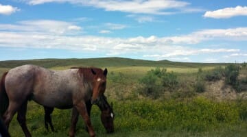 photo, image, ponies, little bighorn