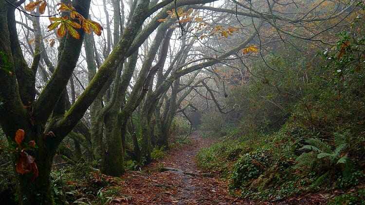 photo, image, south west coast path, woods