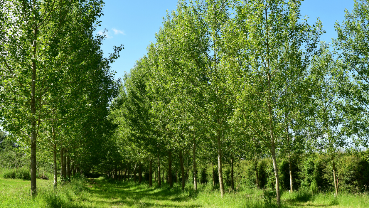 The poplar trees in Medicine Hat were a highlight of my Canadian prairies road trip.